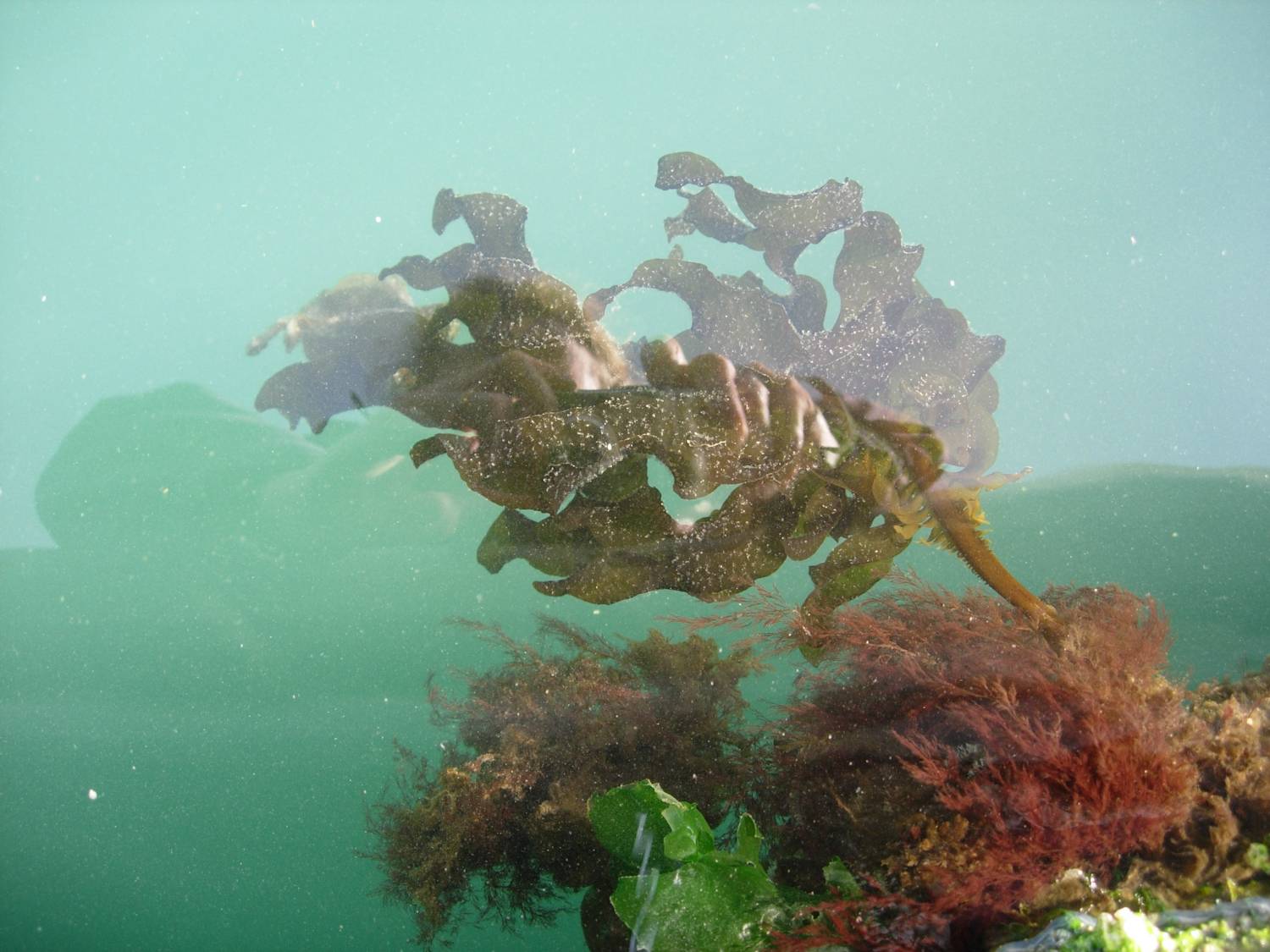 Japanese Kelp / Wakame
